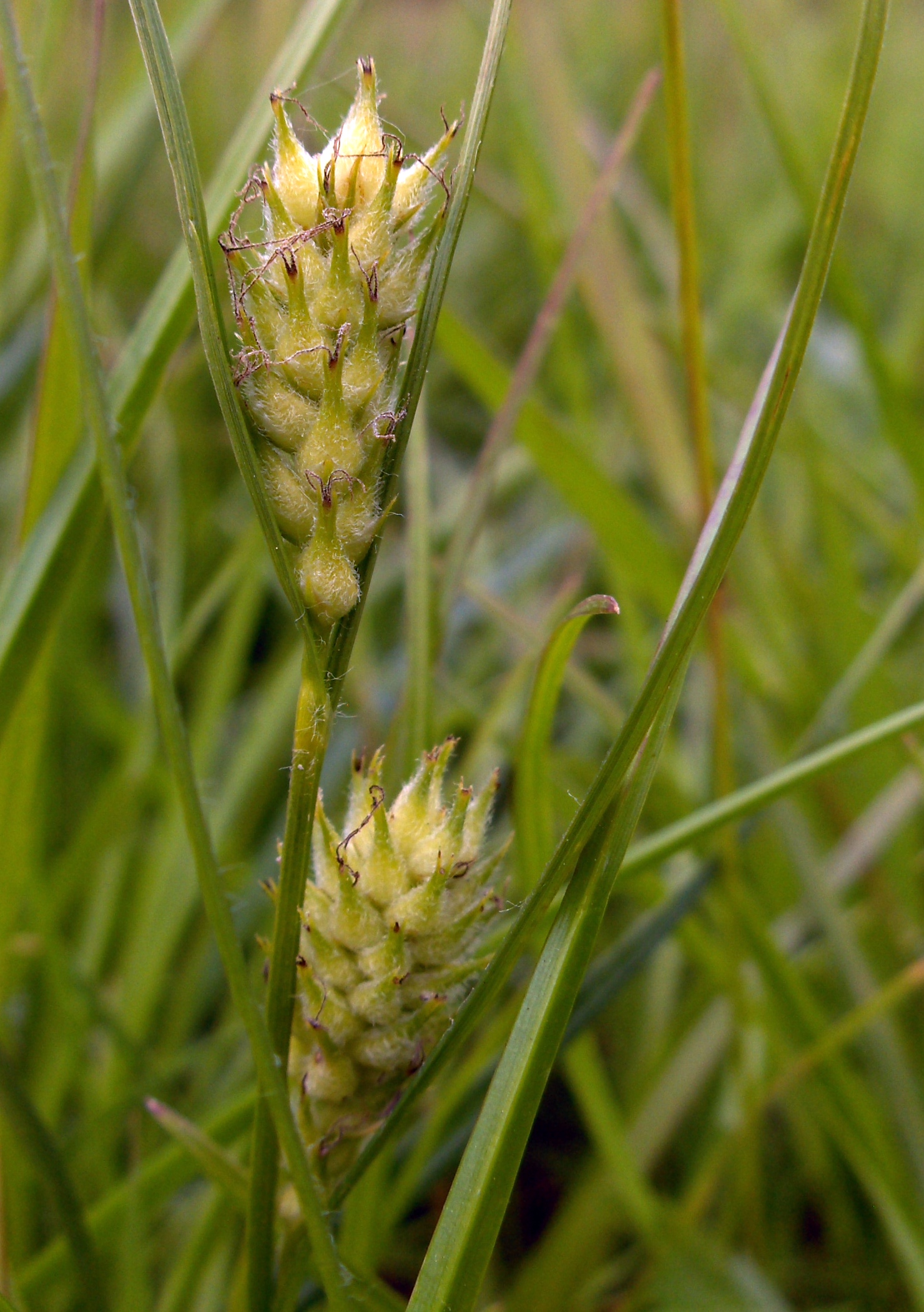 Hammer Sedge (Carex hirta) plant