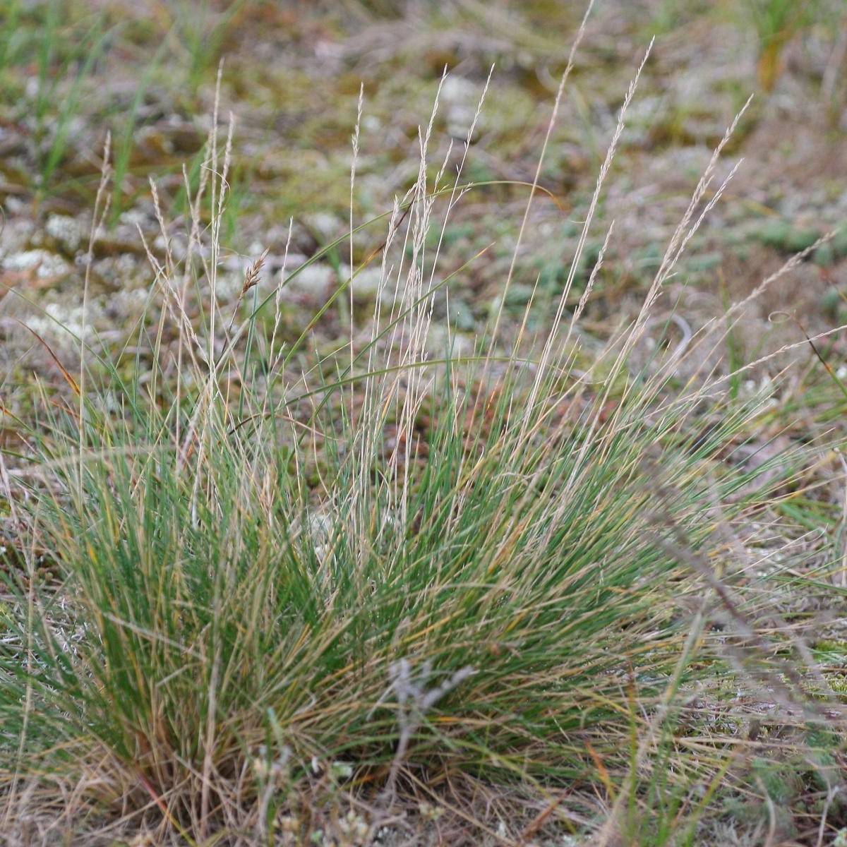 hard fescue (Festuca longifolia) plant — close-up photo