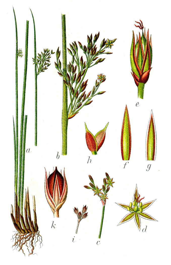 Hard Rush (Juncus inflexus) plant