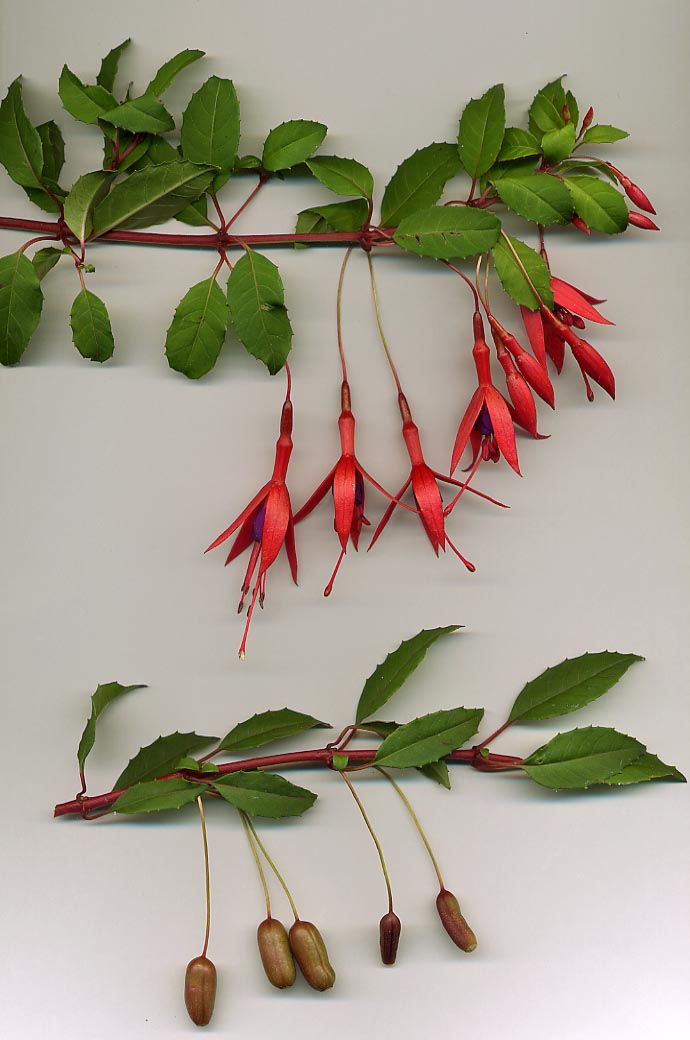 Hardy Fuchsia (Fuchsia magellanica) plant