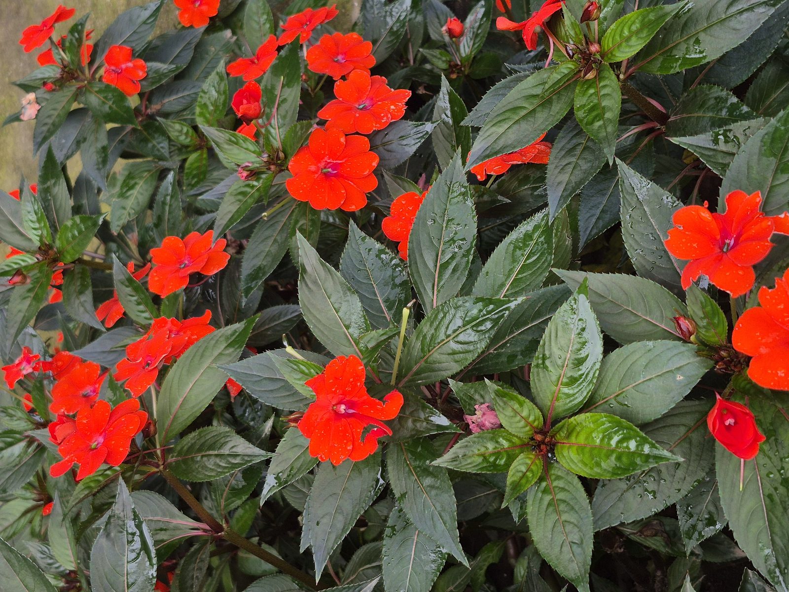 Hardy Impatiens (Impatiens hawkeri) plant