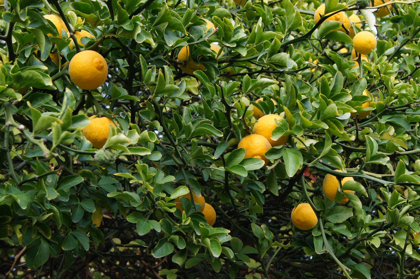 Hardy Orange (Poncirus trifoliata (syn. Citrus trifoliata)) plant