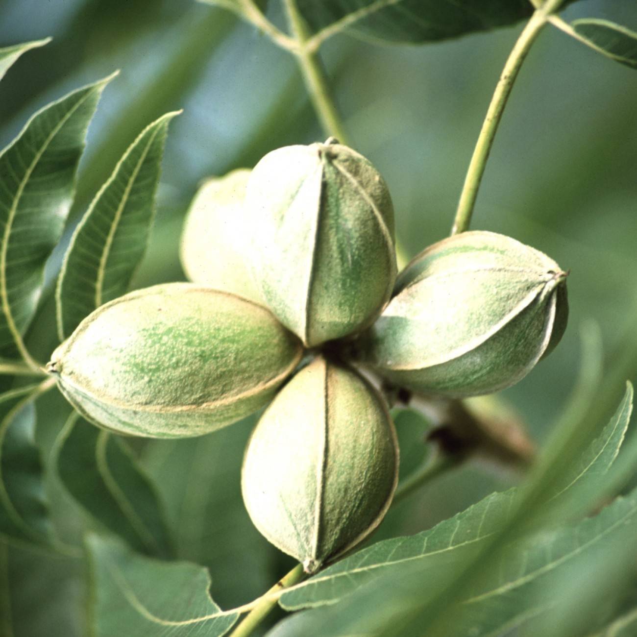 hardy pecan (Carya illinoinensis 'Montgomery') plant — close-up photo