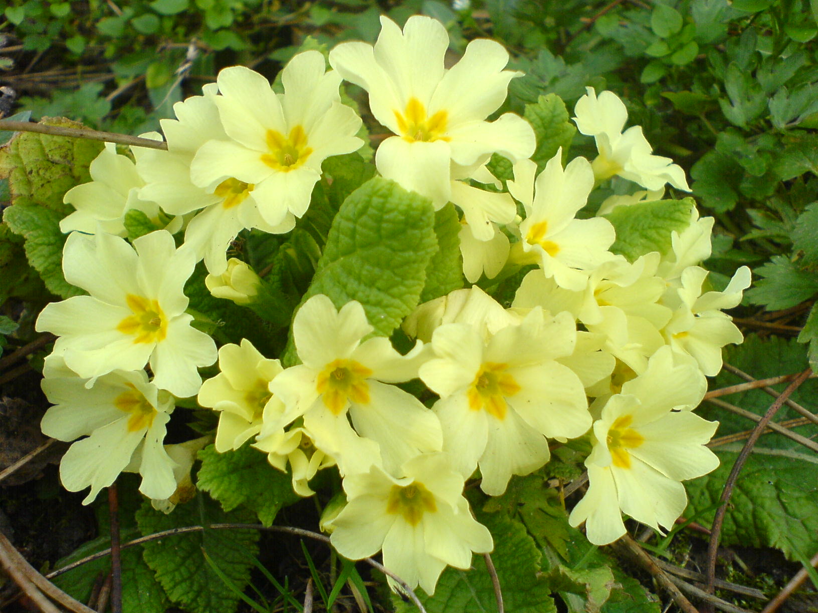 Hardy Primrose (Primula vulgaris) plant