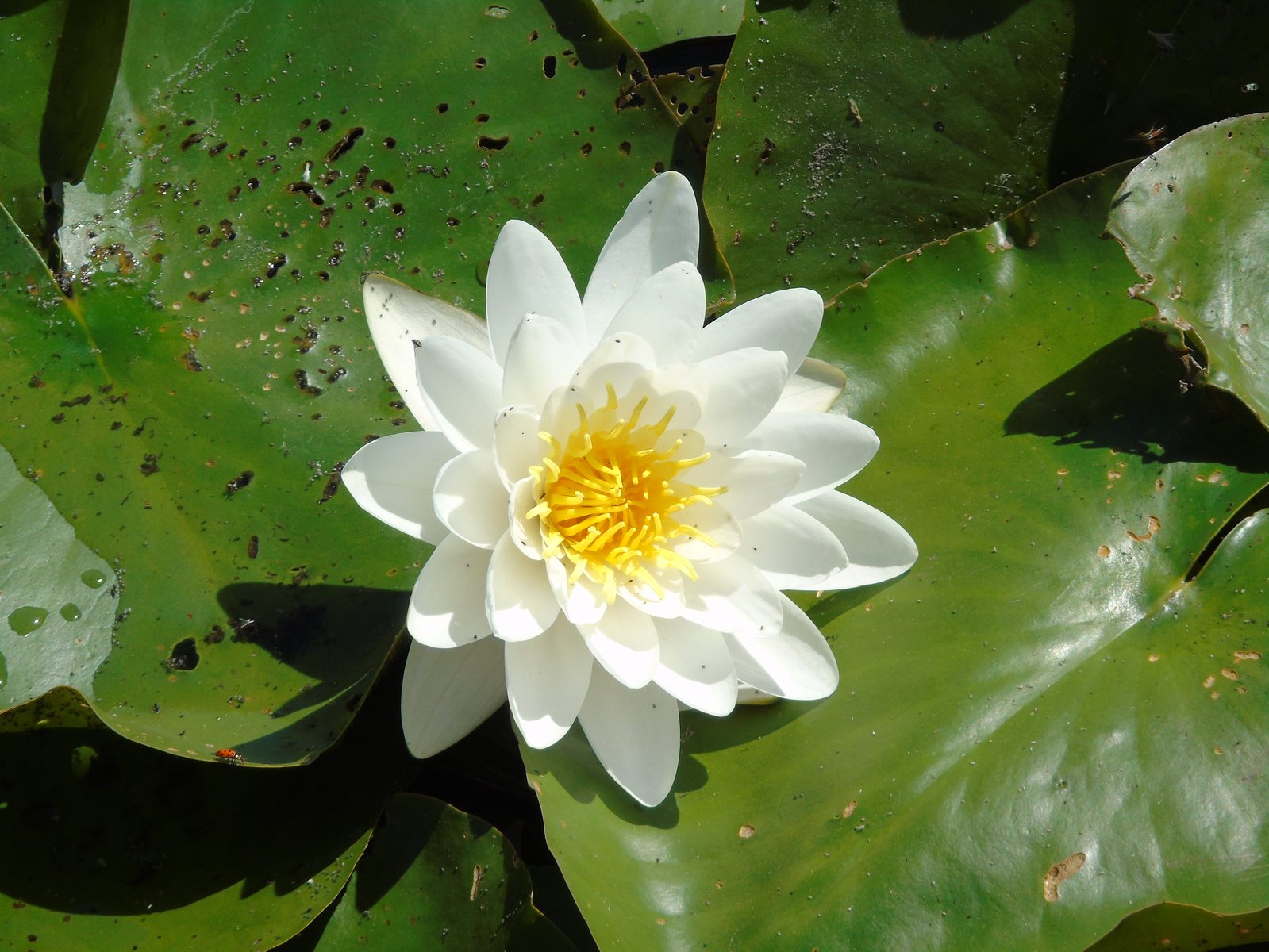 Hardy Water Lily (Nymphaea spp. (hardy cultivars)) plant