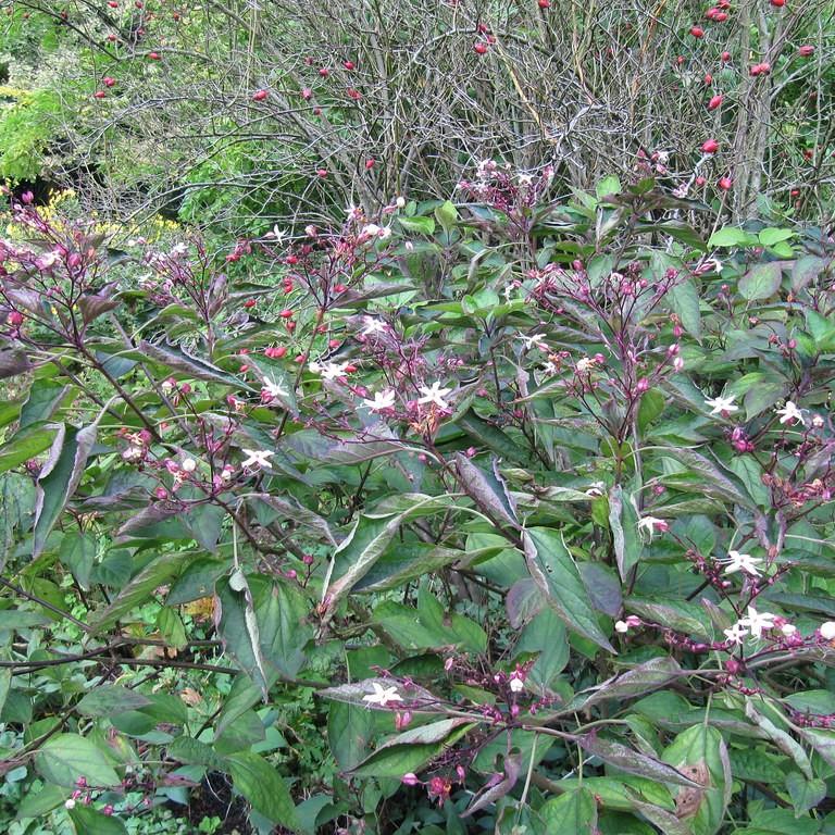 Harlequin Glorybower (Clerodendrum trichotomum) plant — close-up photo