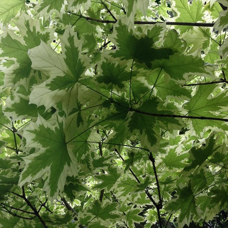Harlequin Norway Maple (Acer platanoides 'Drummondii') plant — close-up photo