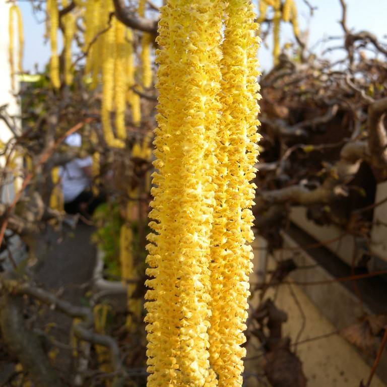Harry Lauder's walking stick (Corylus avellana 'Contorta') plant — close-up photo
