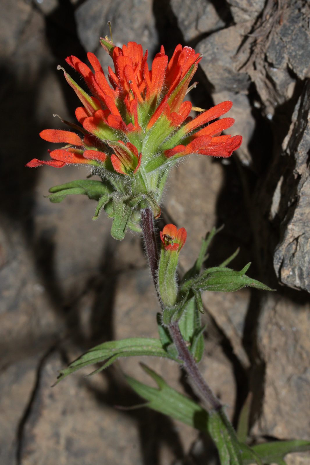 Harsh Paintbrush (Castilleja hispida) plant