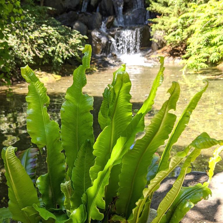 hart's tongue fern (Asplenium scolopendrium (Crispum Group)) plant — close-up photo