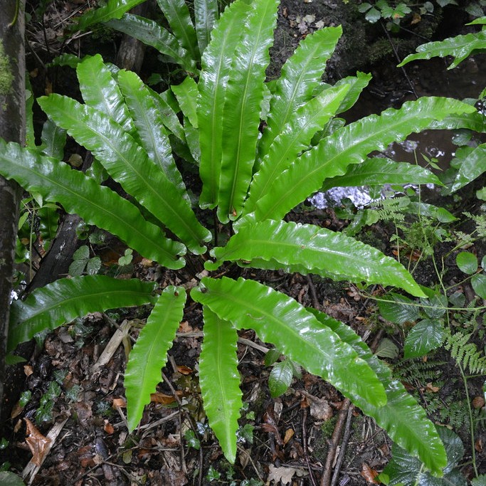 hart's tongue fern (Asplenium scolopendrium) plant — close-up photo