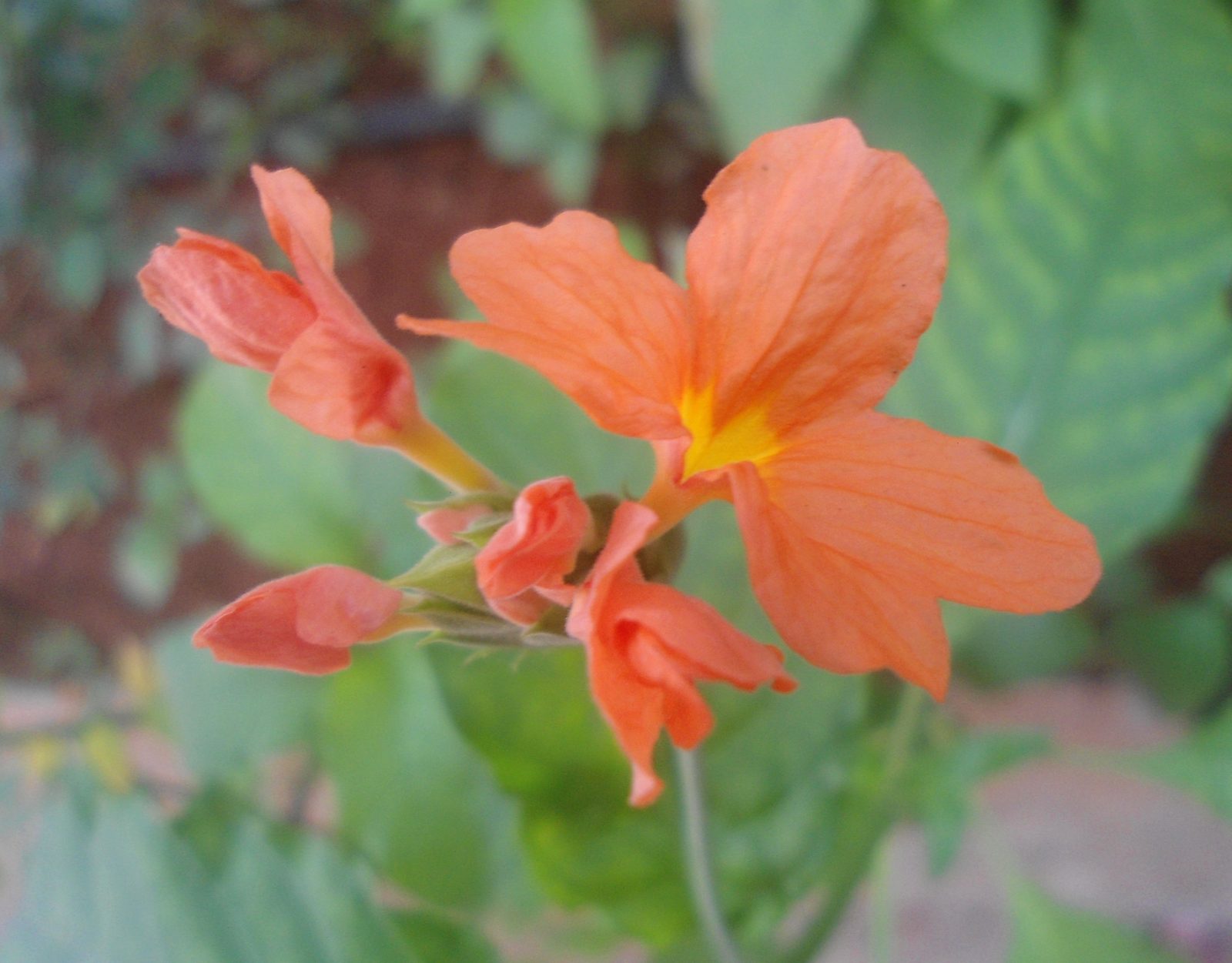 Harvest Firecracker Flower (Crossandra infundibuliformis 'Harvest') plant