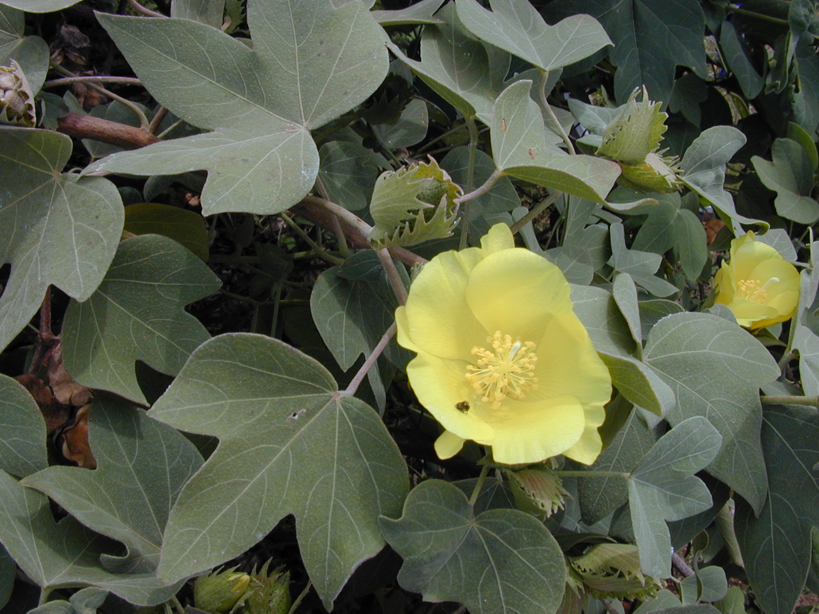 Hawaiian Cotton (Gossypium tomentosum) plant