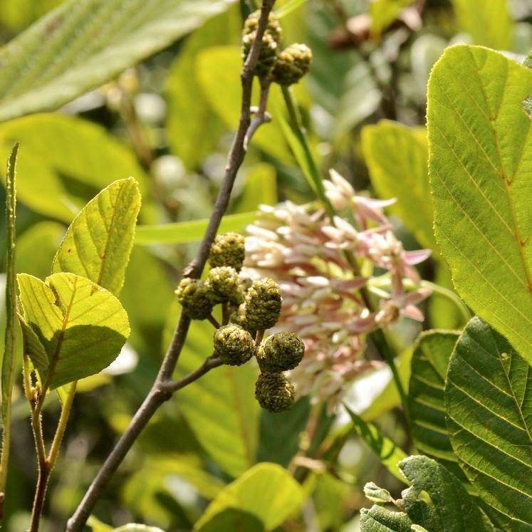 hazel alder (Alnus serrulata) plant — close-up photo