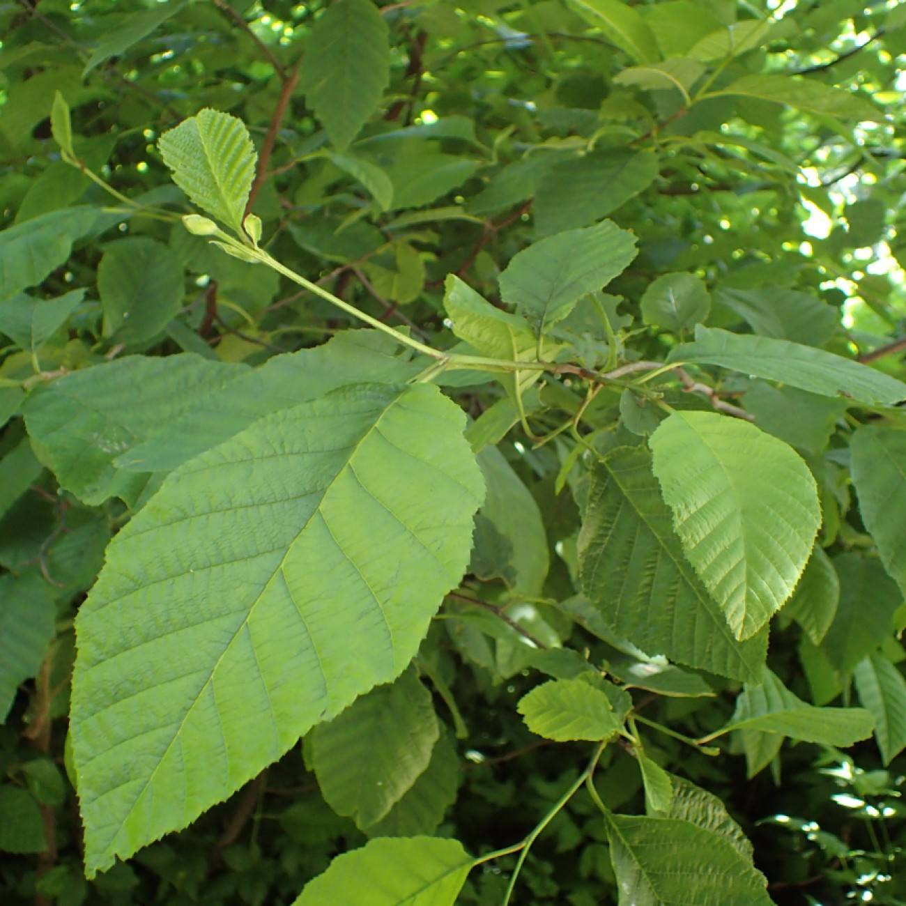 hazel alder (Alnus incana subsp. rugosa) plant — close-up photo