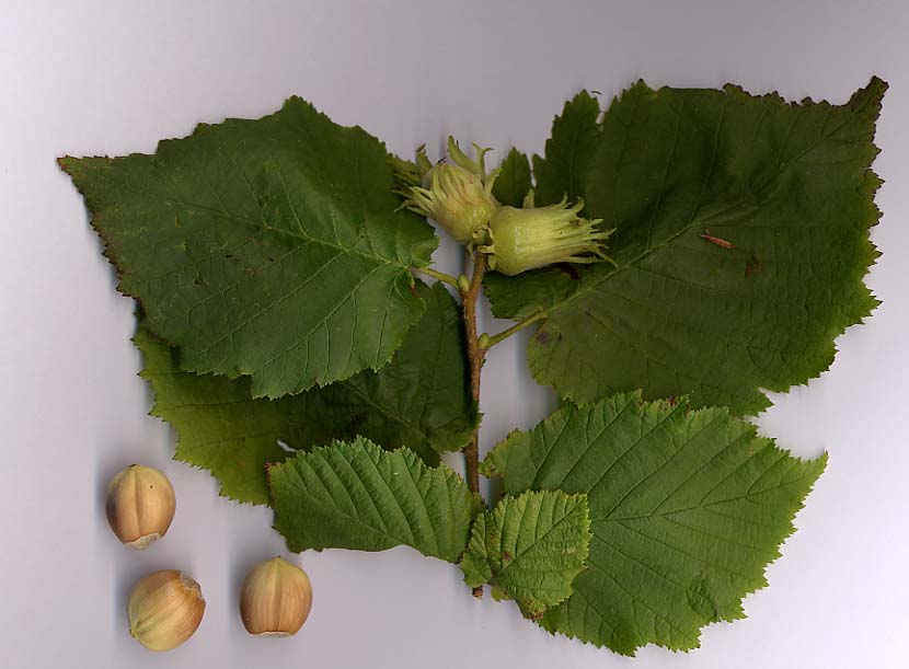 hazelnut (Corylus avellana 'Red Dragon') plant — close-up photo