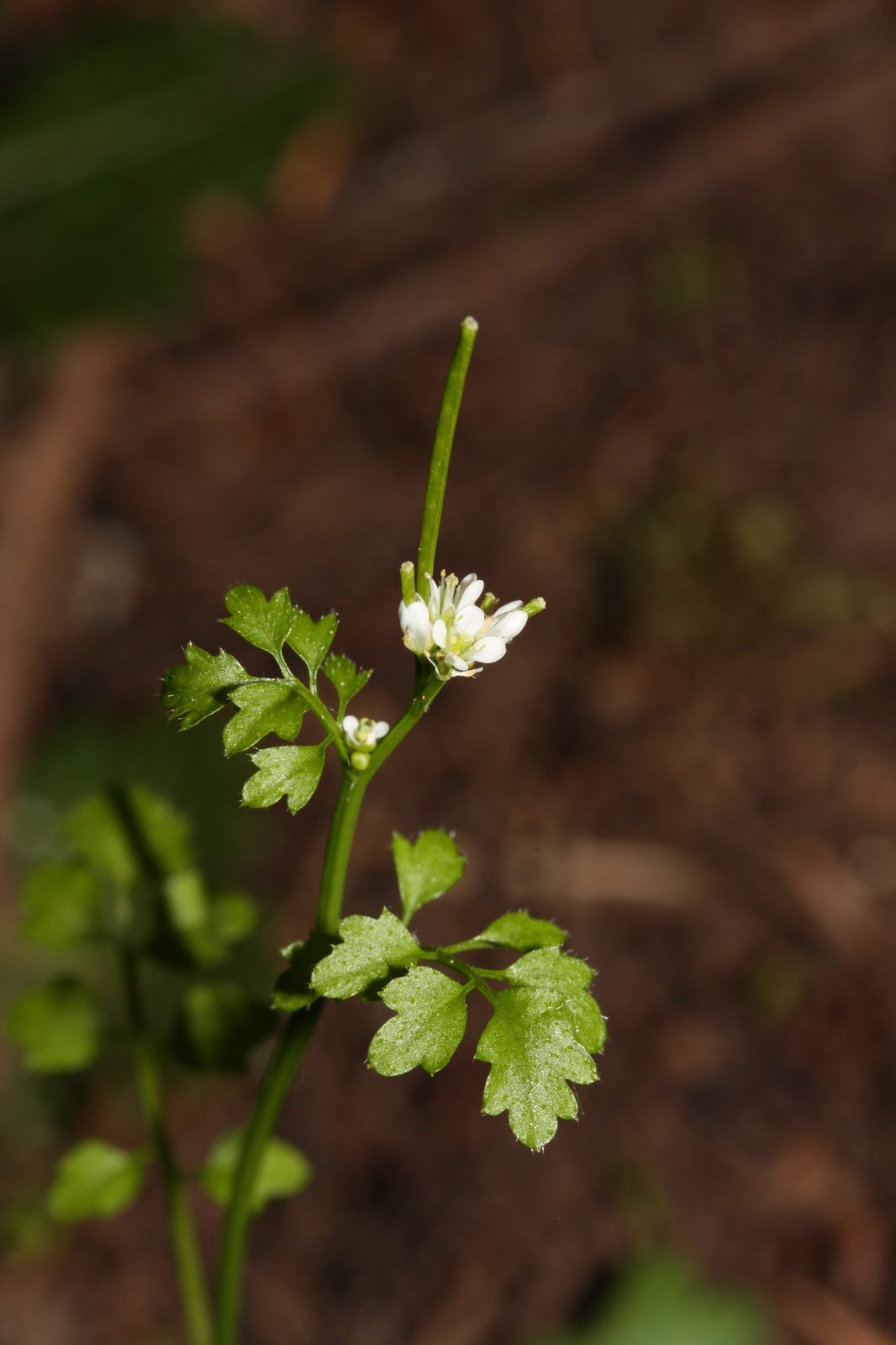 Heart Leaved Bittercress (Cardamine cordifolia) plant