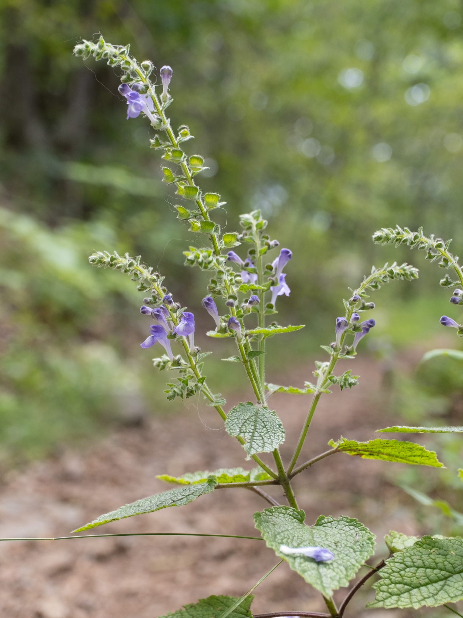 Heart Leaved Skullcap (Scutellaria ovata) plant
