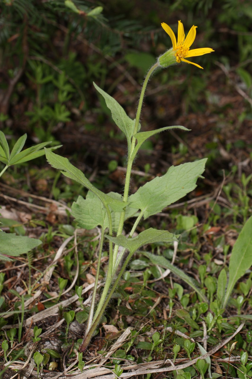 Heartleaf Arnica (Arnica cordifolia) plant