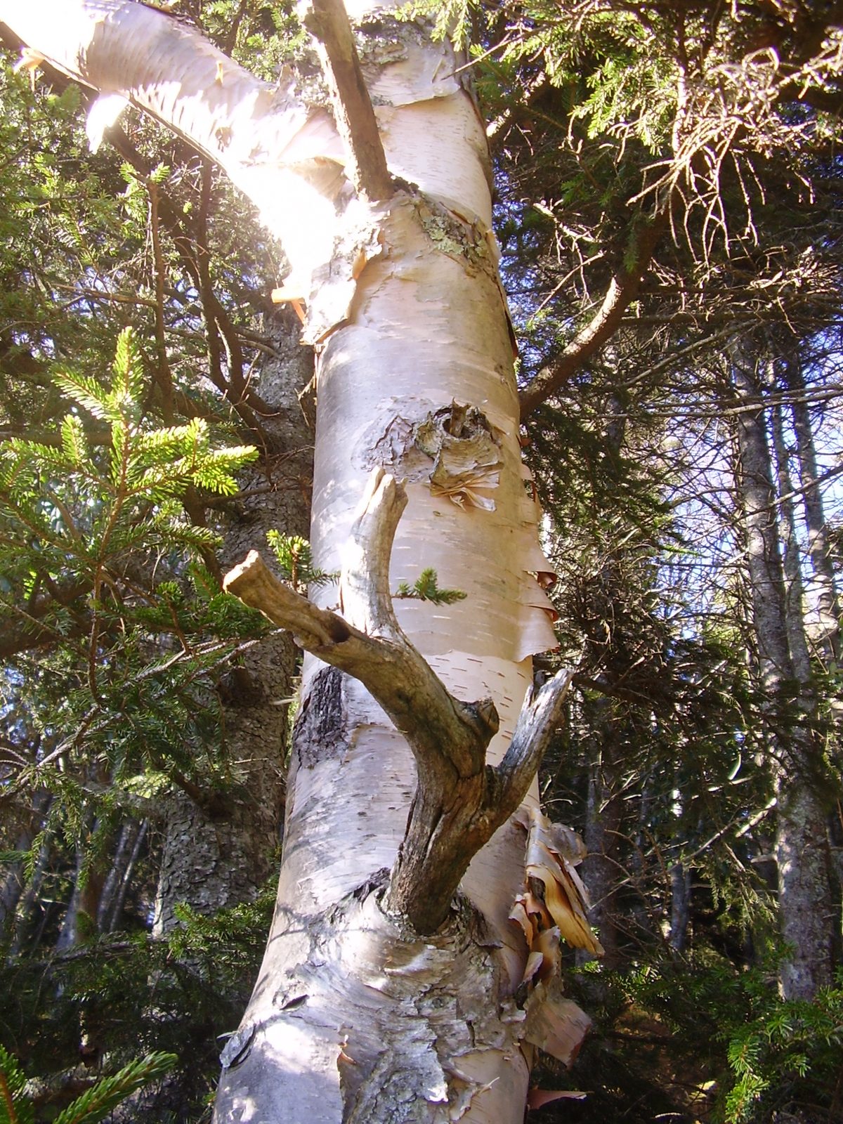 Heartleaf Birch (Betula cordifolia) plant
