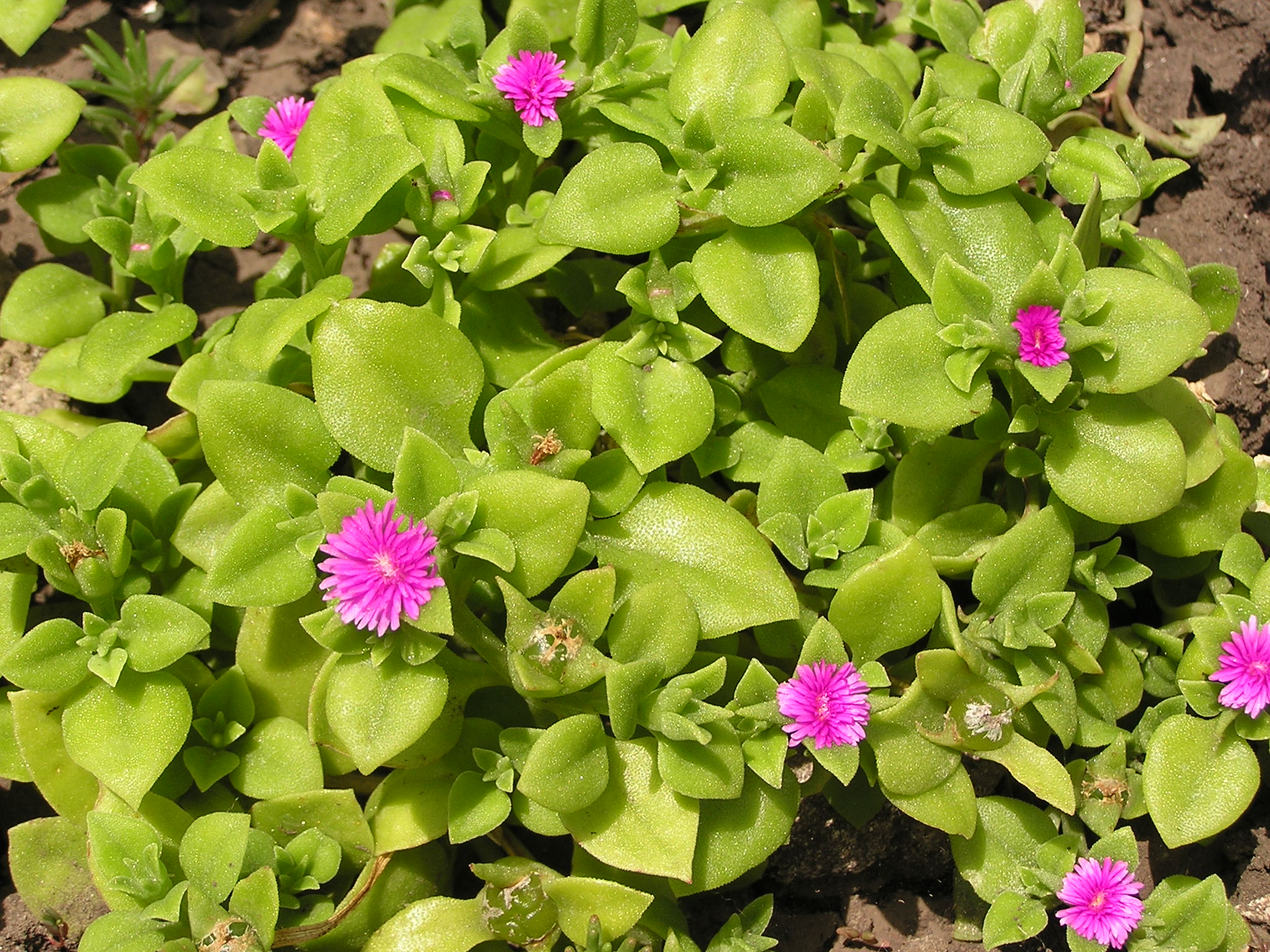 Heartleaf Iceplant (Mesembryanthemum cordifolium (syn. Aptenia cordifolia)) plant