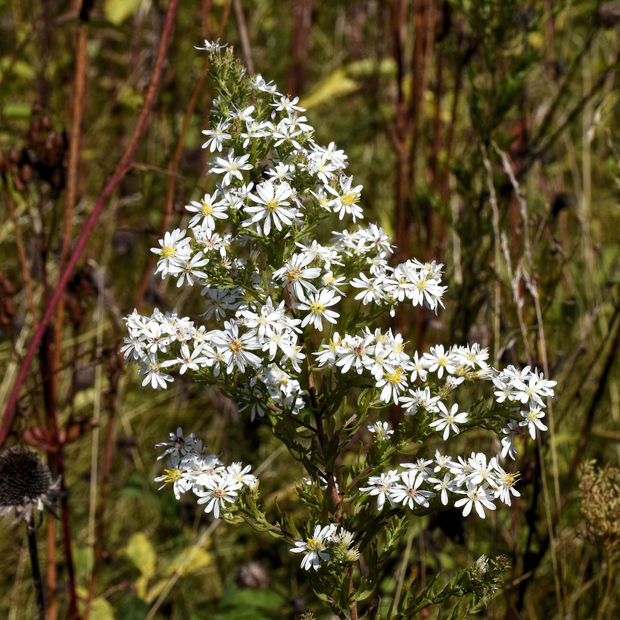 Heath Aster (Symphyotrichum ericoides) plant