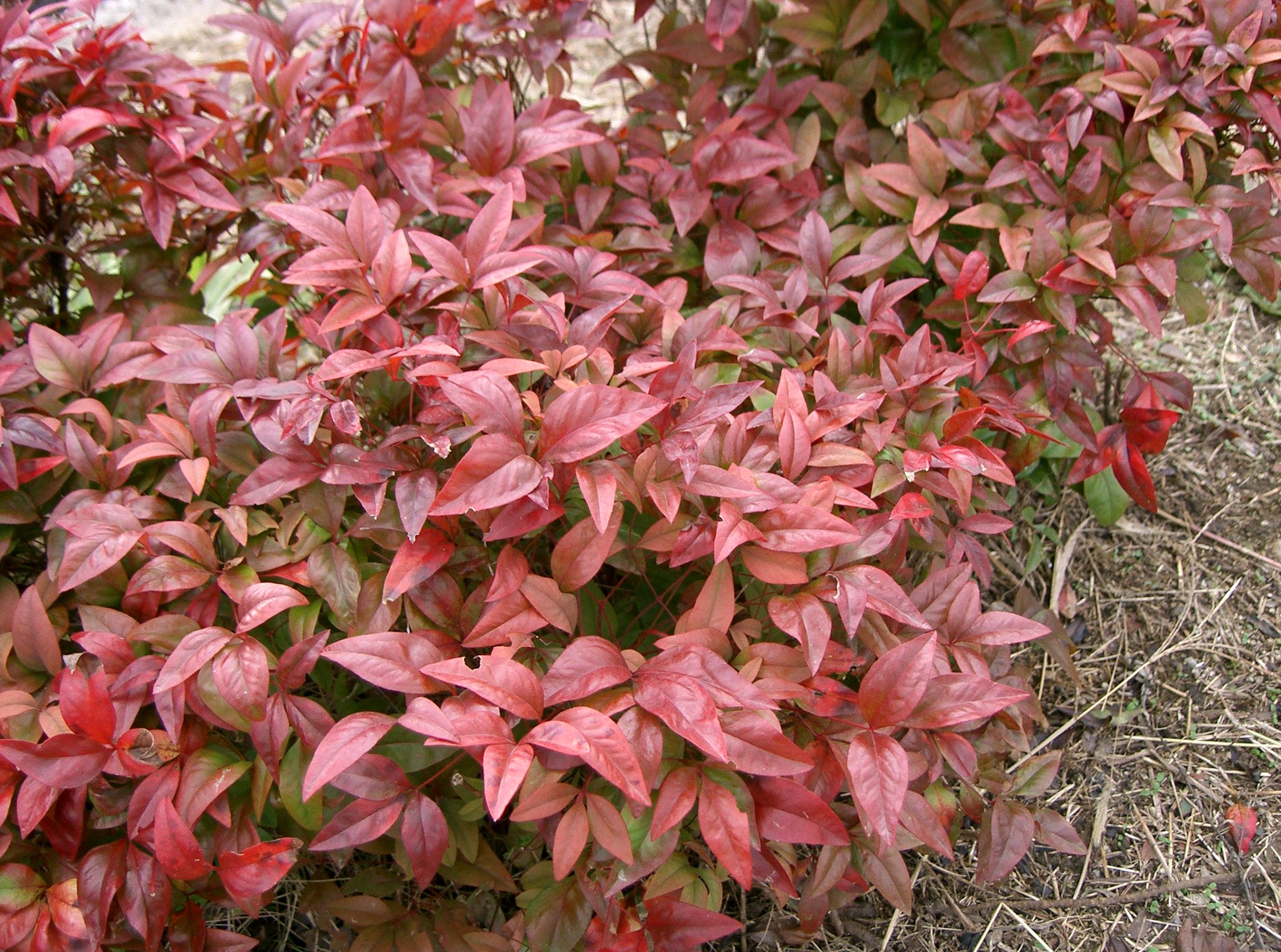 Heavenly Bamboo (Nandina domestica) plant
