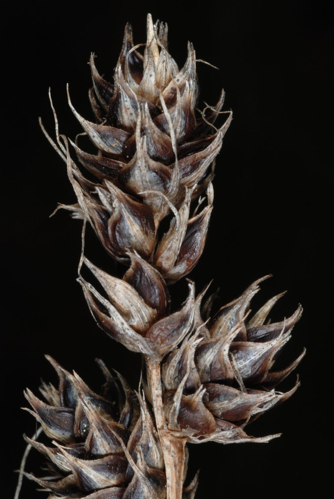 Heavy Sedge (Carex gravida) plant