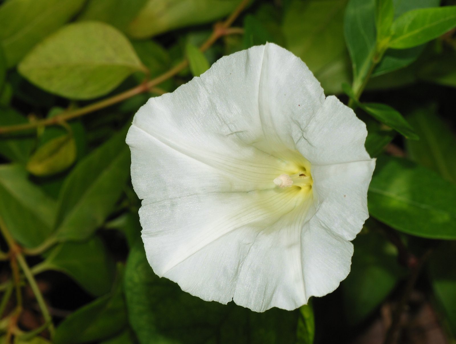 Hedge Bindweed (Calystegia sepium) plant