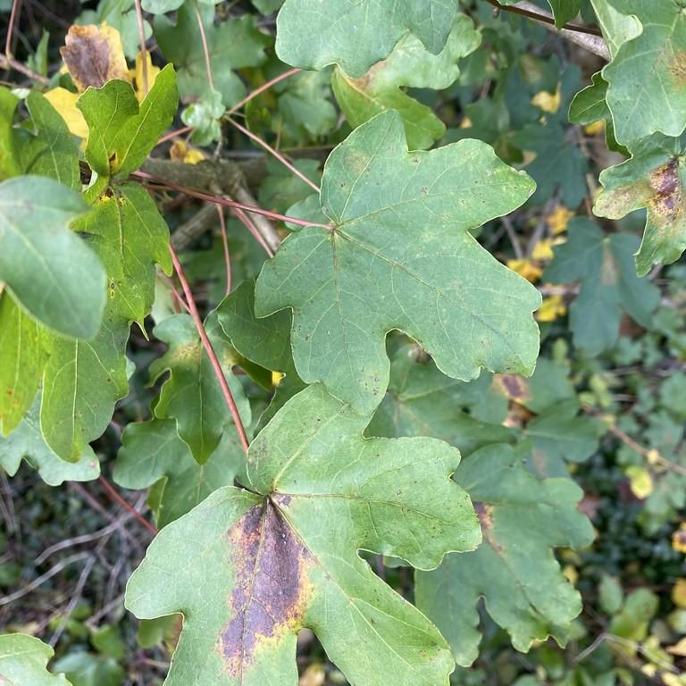 hedge maple (Acer campestre 'Evelyn' QUEEN ELIZABETH) plant — close-up photo
