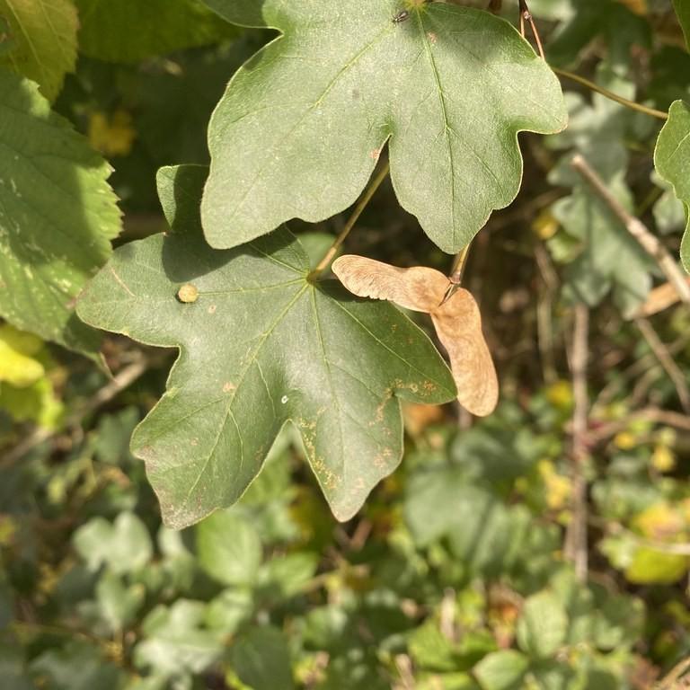 hedge maple (Acer campestre 'Postelense') plant — close-up photo