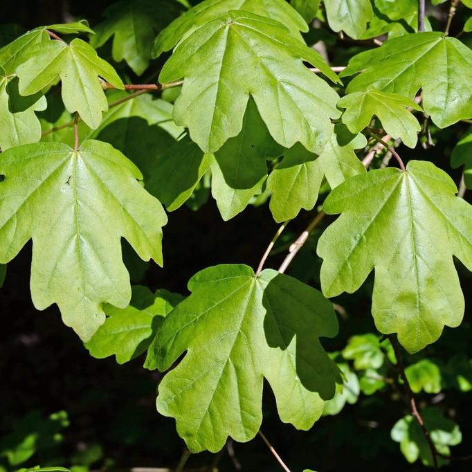 hedge maple (Acer campestre) plant — close-up photo