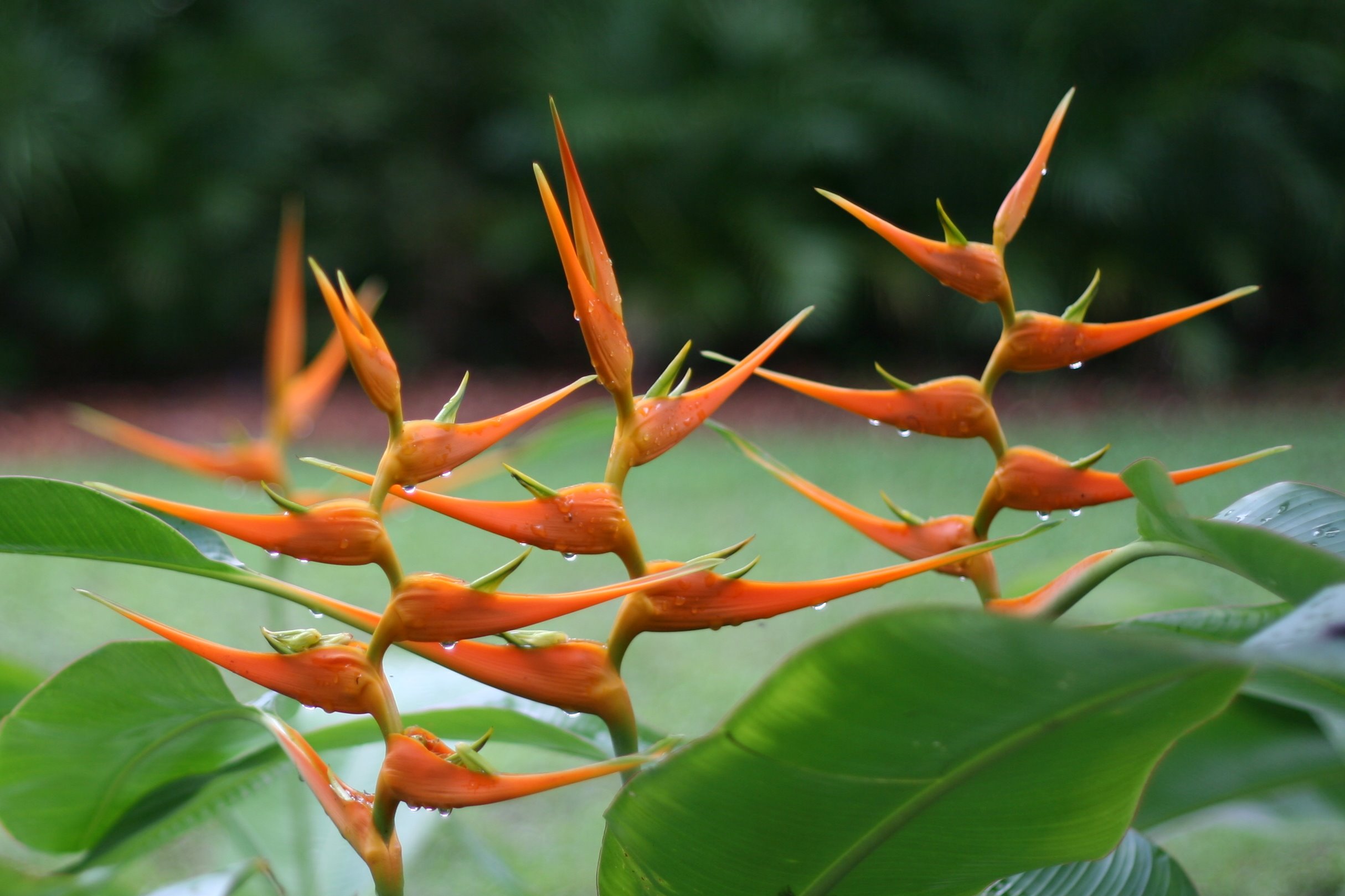 Heliconia (Heliconia spp.) plant