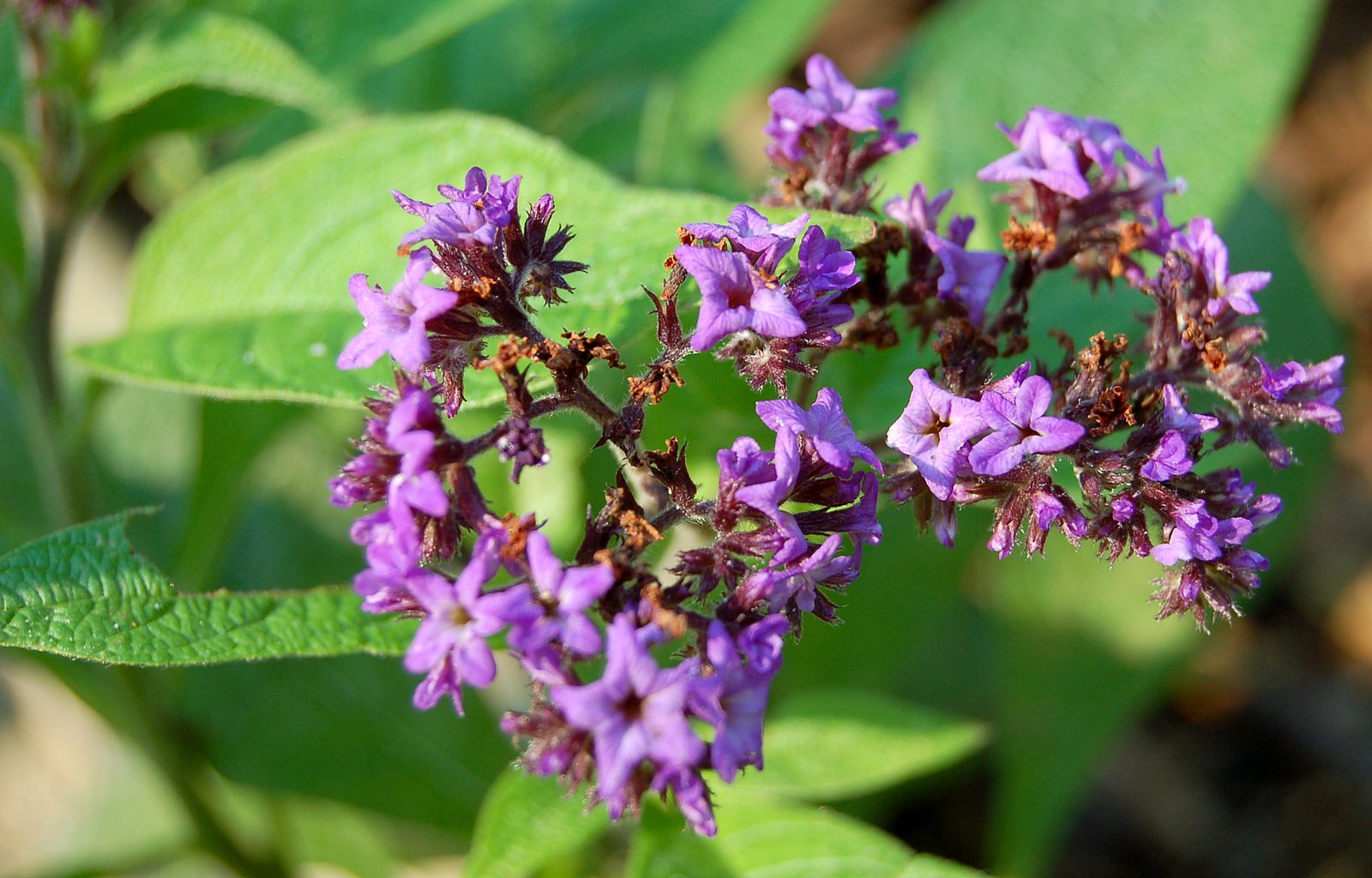 Heliotrope (Heliotropium arborescens) plant