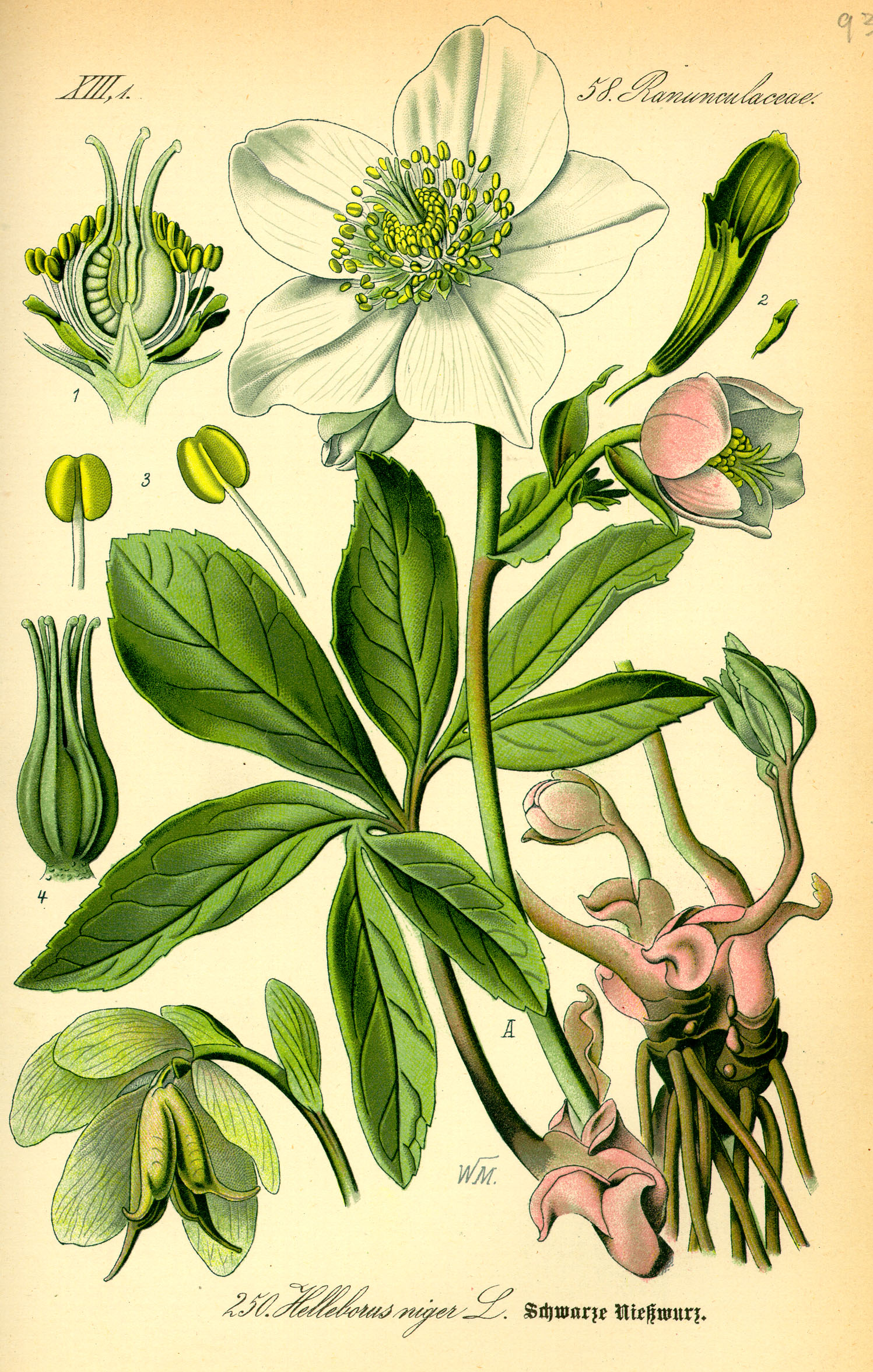 Hellebore (Helleborus spp.) plant