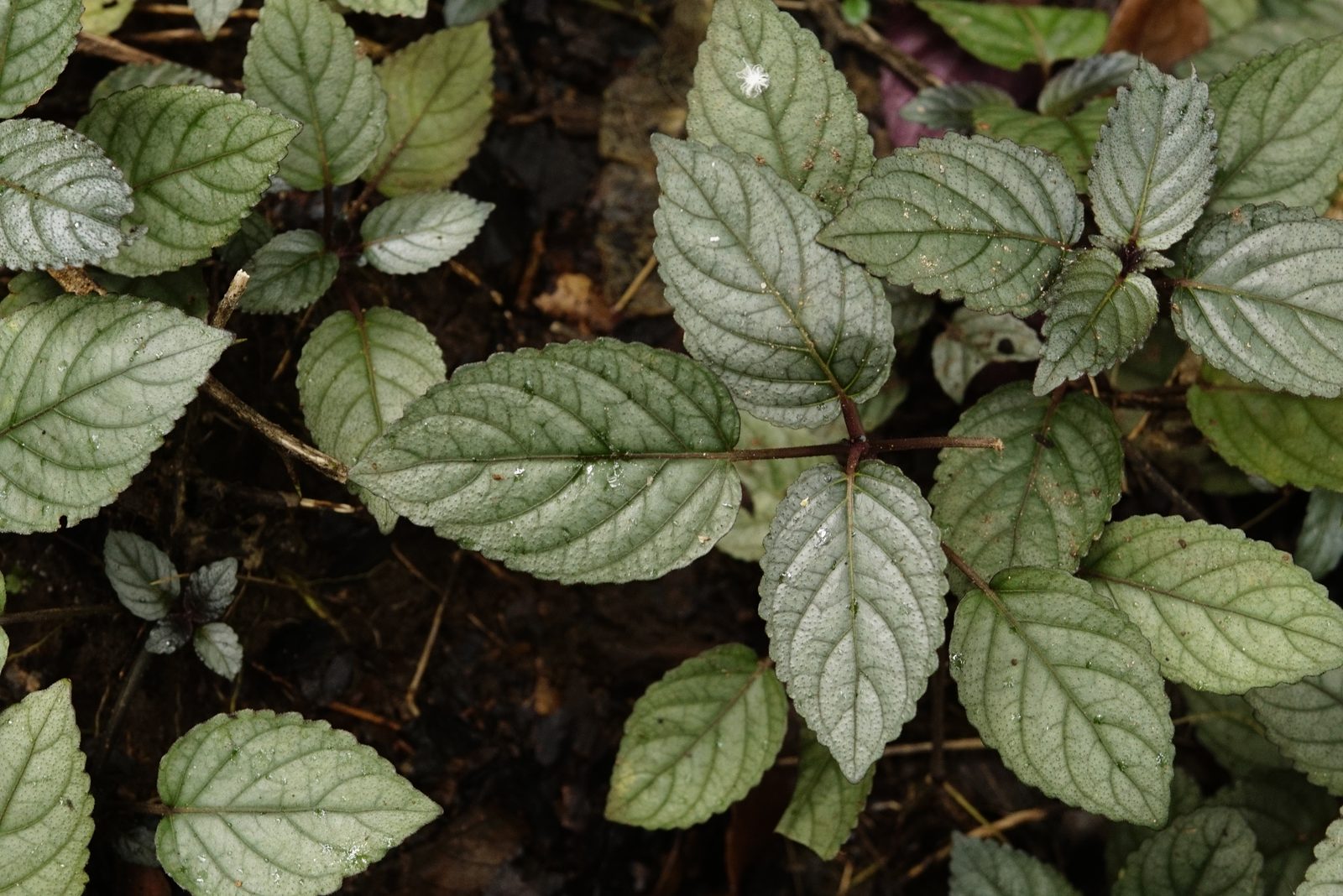 Hemigraphis (Hemigraphis alternata) plant