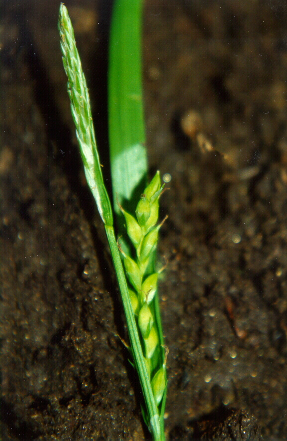 Henderson's Sedge (Carex hendersonii) plant