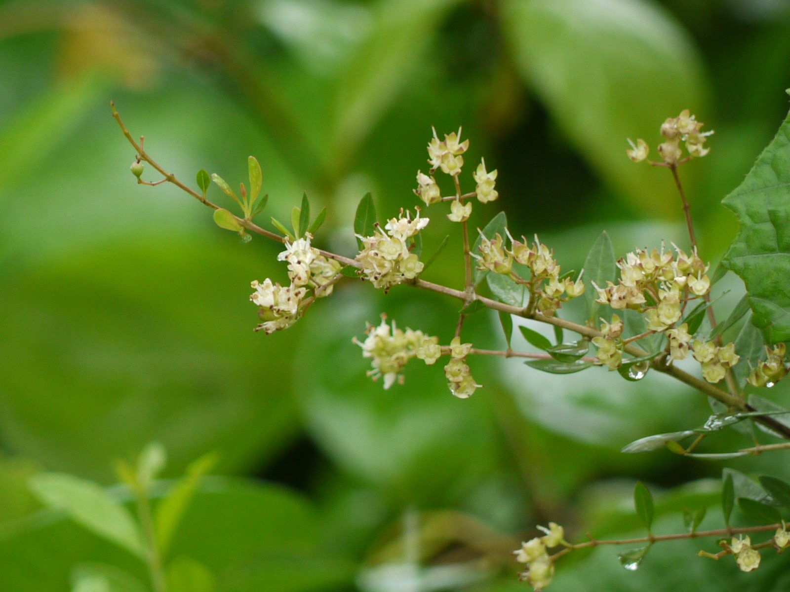 Henna (Lawsonia inermis) plant — close-up photo
