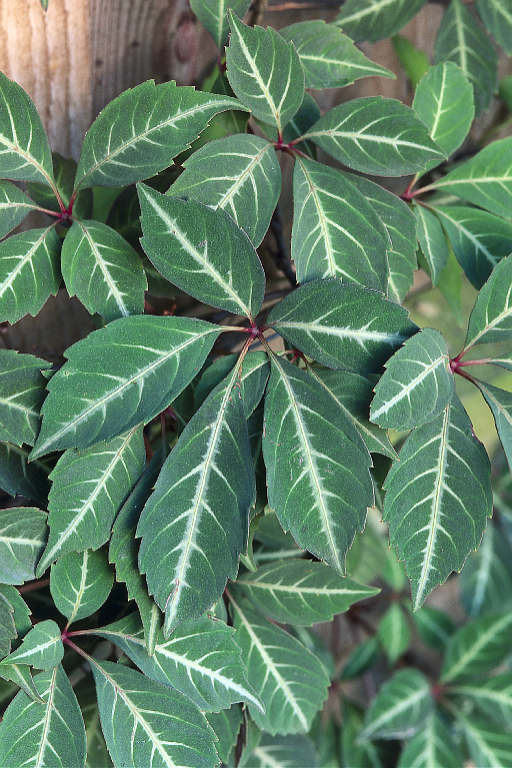 Henry's Virginia Creeper (Parthenocissus henryana) plant