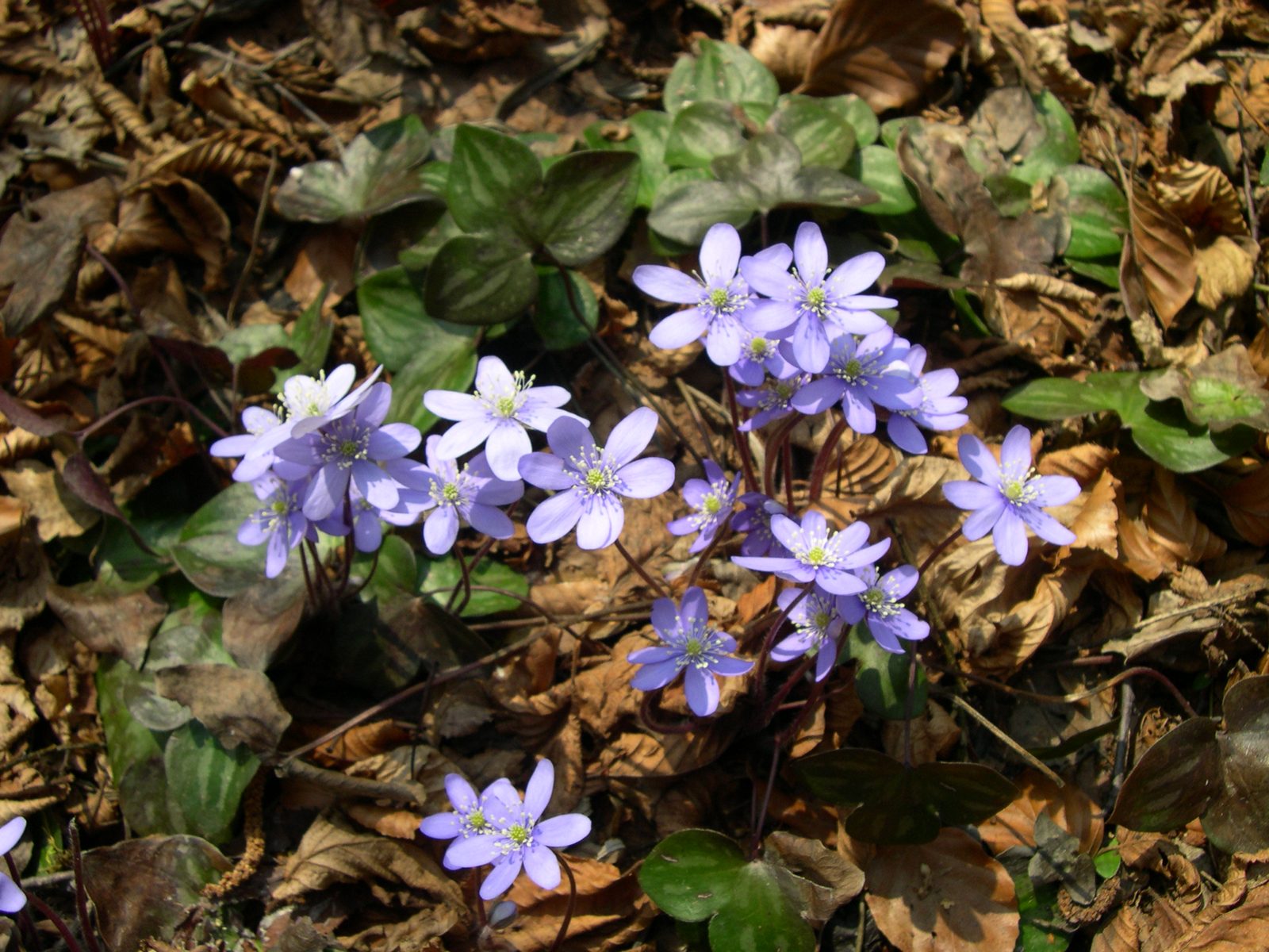 Hepatica (Hepatica nobilis (syn. Anemone hepatica)) plant
