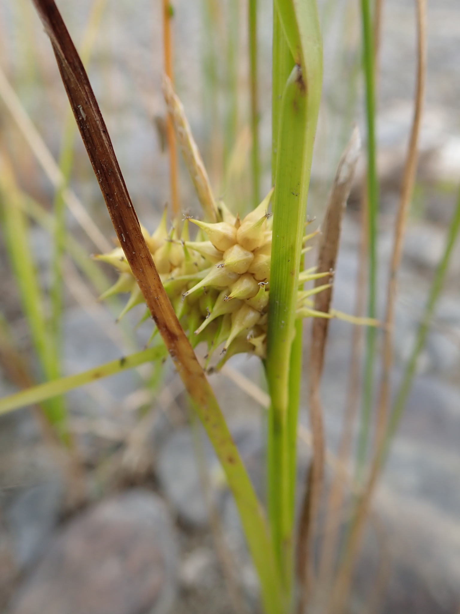 Hidden Sedge (Carex cryptolepis) plant