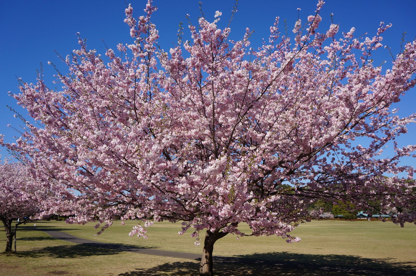Higan Cherry (Prunus subhirtella) plant