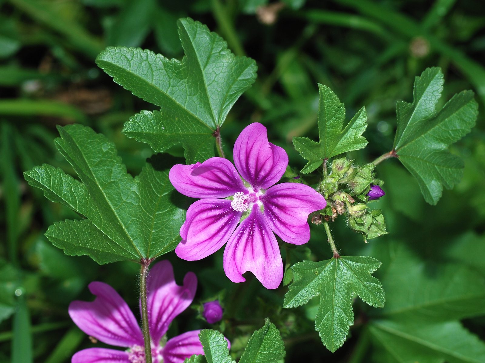 High Mallow (Malva sylvestris) plant