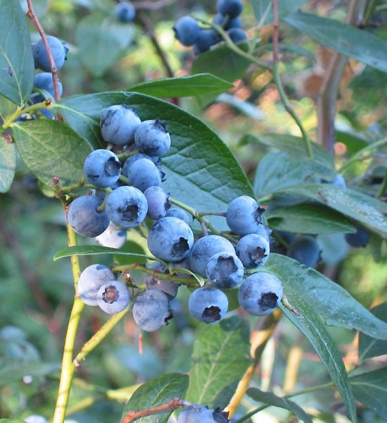 Highbush Blueberry (Vaccinium corymbosum) plant