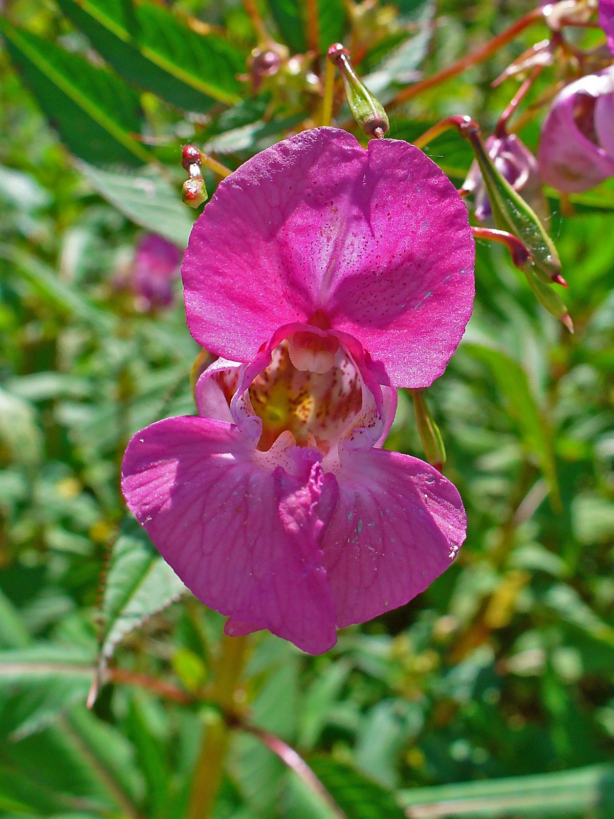 Himalayan Balsam (Impatiens glandulifera) plant