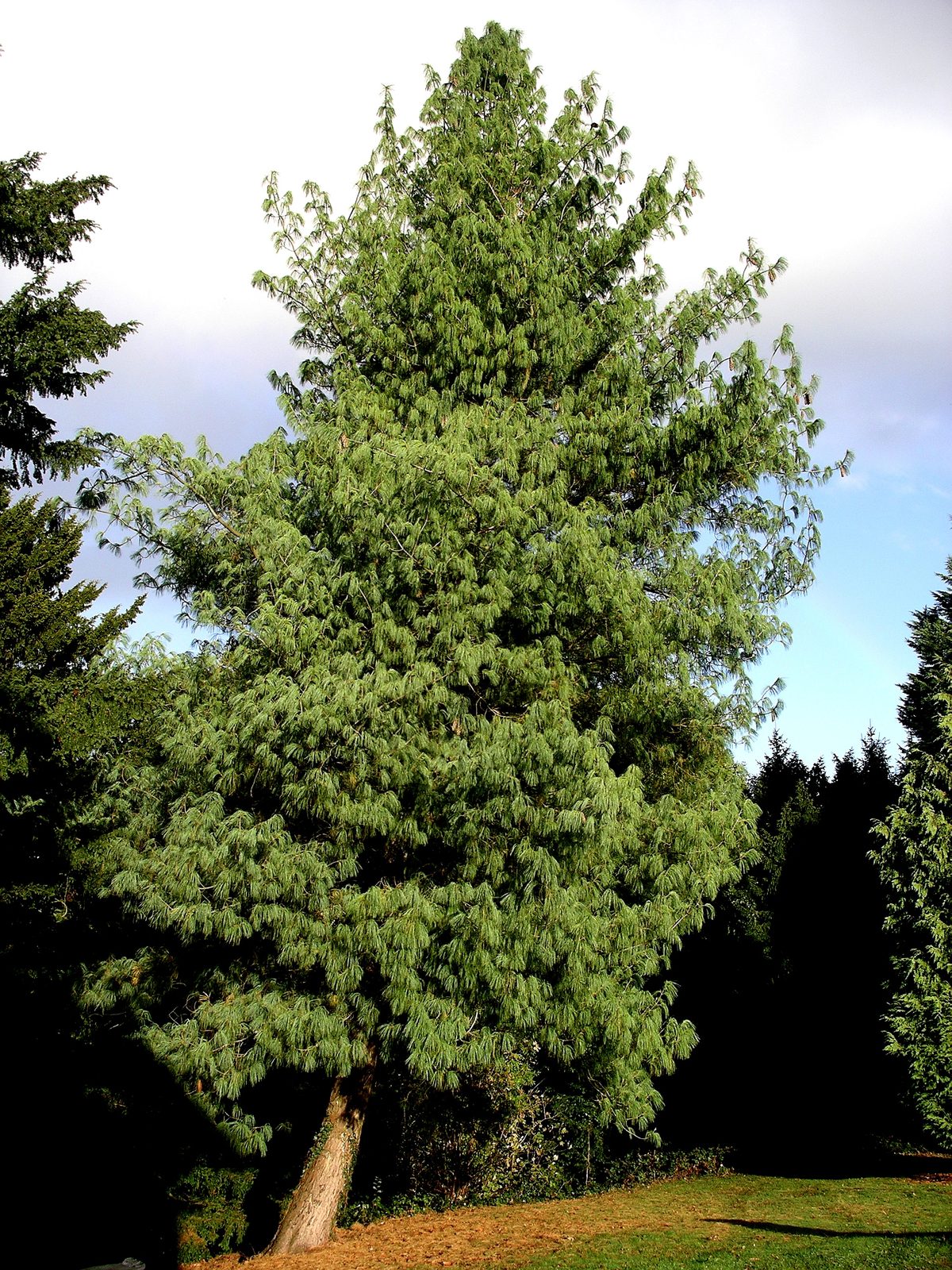 Himalayan Pine (Pinus wallichiana) plant