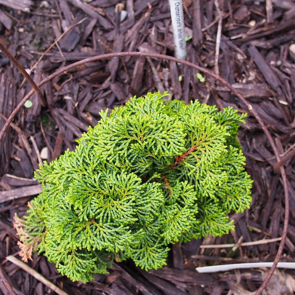 hinoki cypress (Chamaecyparis obtusa 'Kosteri') plant — close-up photo