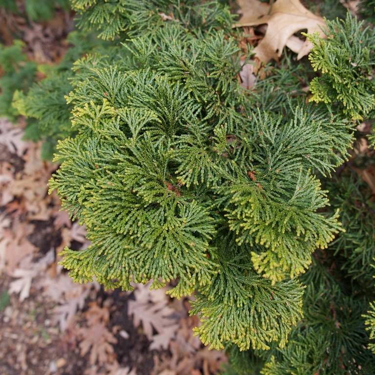 hinoki cypress (Chamaecyparis obtusa 'Verdon') plant — close-up photo