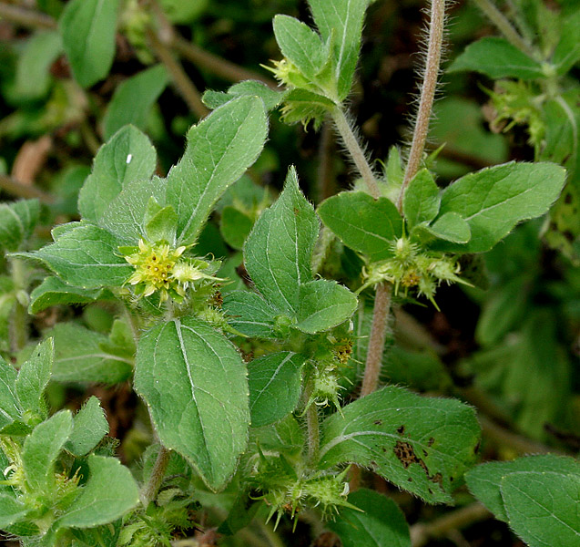 Hispid Starburr (Acanthospermum hispidum) plant
