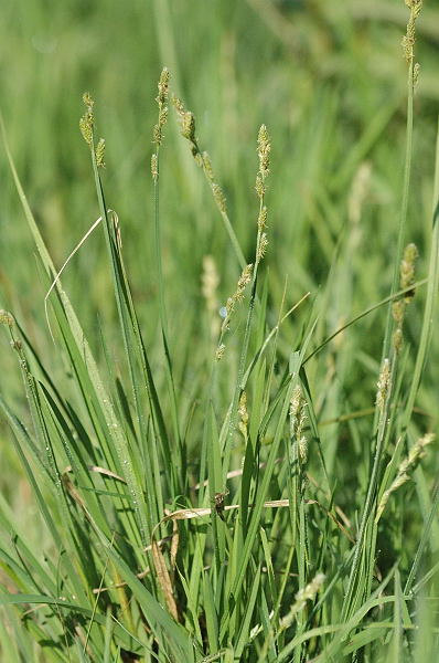 Hoary Sedge (Carex canescens) plant
